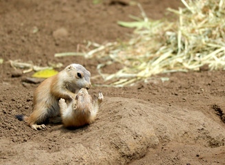 two black tailed prairie dog playing on the ground near dry grass