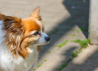 a chihuahua dog looking for something on sunny day