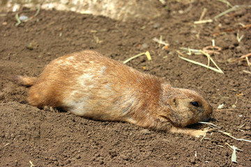close up on a lazy Black-tailed prairie dog lie down on the ground