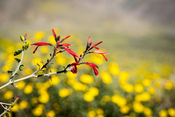 Close up of bright red hummingbird bush in front of many desert sunflowers during the super bloom at Anza-Borrego State Desert Park.