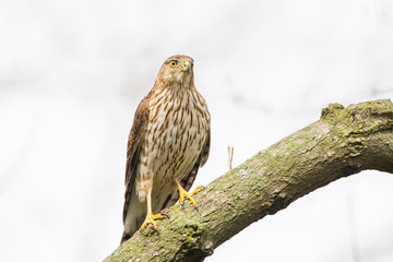 Cooper's Hawk