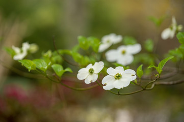 Dogwood Blossom