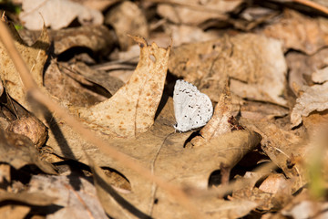 Spring Azure, Celastrina ladon