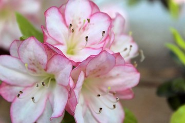 Obraz premium Azalea