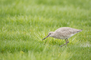 Willet