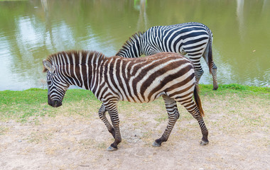 Fototapeta na wymiar Zebra walking and standing on the ground.