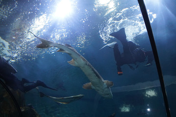 Scuba diver and large sturgeon