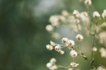 white dried flowers spring abstract blurred and space for using  copy text background or wallpaper.