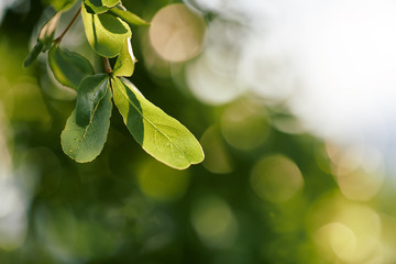 Green abstract sunlight space for using copy text background or wallpaper.