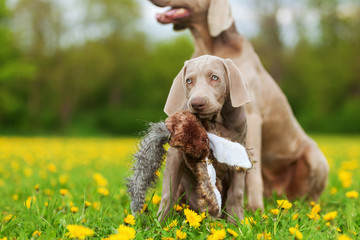 cute Weimaraner puppy playing with a plush pheasant