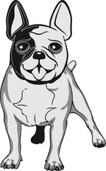 Hund hunderasse Französische Bulldogge