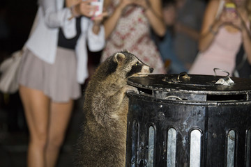 North American raccoons ( Procyon lotor) looking for food in the garbage in Montreal City