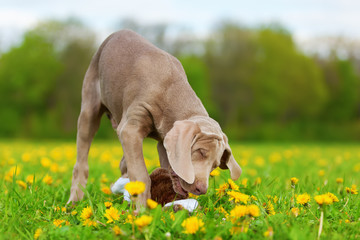 Weimaraner puppy playing with a plush pheasant