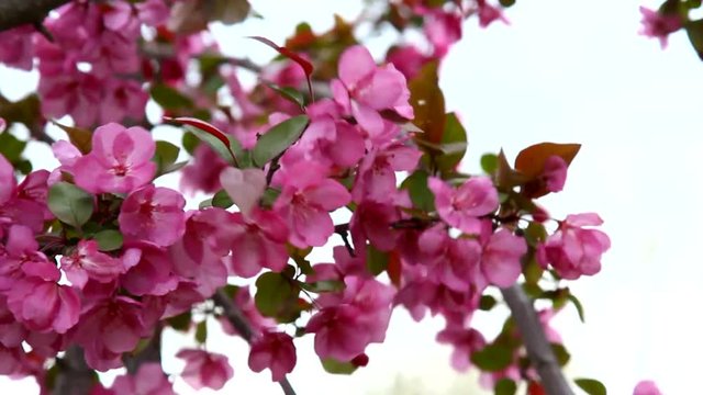 Branches of crab apple tree laden with pink flower