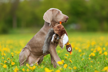 Weimaraner puppy playing with a plush pheasant