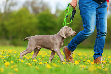 woman with a Weimaraner puppy on the meadow