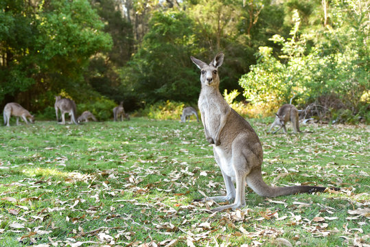 Kangarros in wild nature