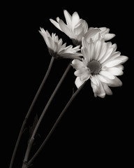 Three daisies on blackground