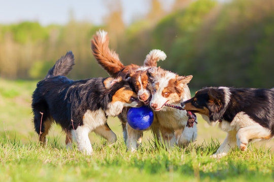 Fototapeta four Australian Shepherd pulling at a ball