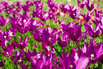 Purple tulips. Beautiful nature background. Shallow depth of field