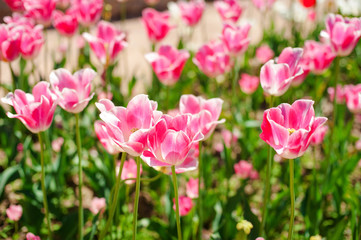 Pink tulips. Beautiful nature background. Shallow depth of field