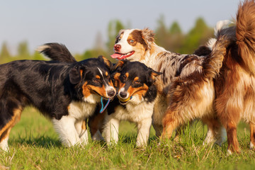 group of Australian Shepherd dogs playing outdoors