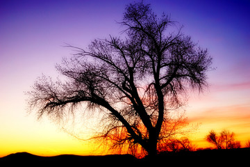 Fototapeta na wymiar Tree at Sunset