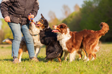 person plays with four Australian Shepherd outdoors