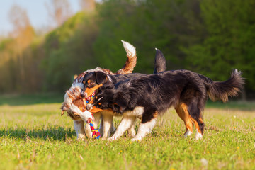 three Australian Shepherd dogs playing with a toy