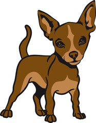 Hund hunderasse Chihuahua