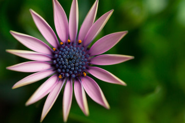 Close up of a pink African Daisy Osteospermum flower