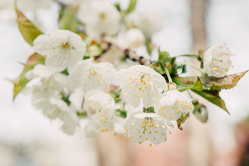 Wild cherry tree white blossoms in spring