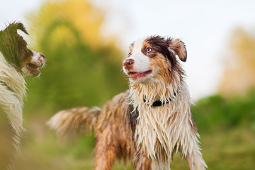 portrait of two wet Australian Shepherd dogs