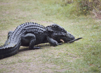 Female American alligator with her baby