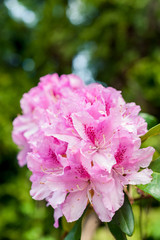 Close up of pink rhododendron flowers
