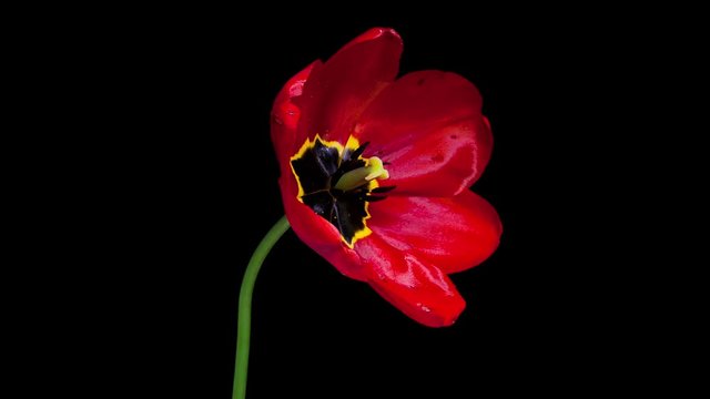 Red tulip flower blooming timelapse in 4K