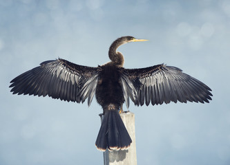 Anhinga