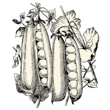 vintage vegetable vector design element: retro illustration of a bunch of fresh peas 