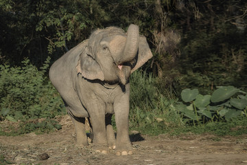 Obraz premium Elephant