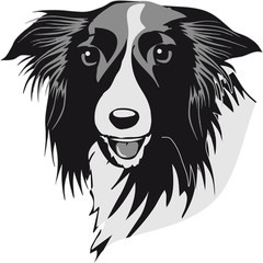 Hund hunderasse Border Collie