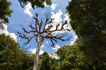 Dry Ceiba tree with branches covered with fluffy vegetation in Tikal National Park, Guatemala