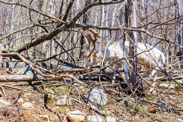 A white deer in a forest in Quebec Canada.