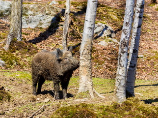 Obraz na płótnie Canvas Wild Boar roaming free in a forest in northern Quebec, Canada.