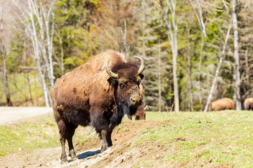 Buffalo resting in a national parc in Northern Quebec, Canada.