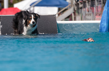 Border collie swims with a toy © SailingAway