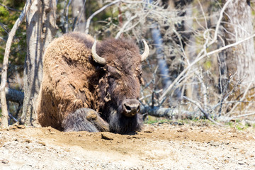 Fototapeta premium Buffalo resting in a national parc in Northern Quebec, Canada.