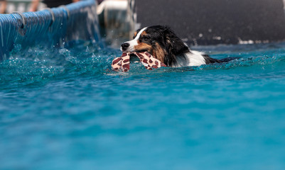 Border collie swims with a toy © SailingAway