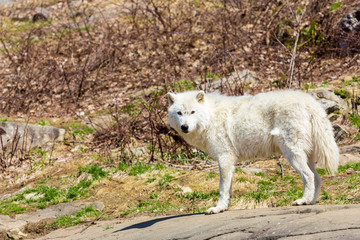 Naklejka na ściany i meble White Arctic wolf in a forest in Northern Canada alert and looking for prey, taken just after the snows had cleared in early April.