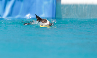 Border collie swims with a toy © SailingAway