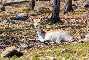 A white deer in a forest in Quebec Canada.